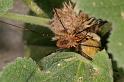 Phalangium_opilio_D8276_Z_85_Les Gris_Frankrijk